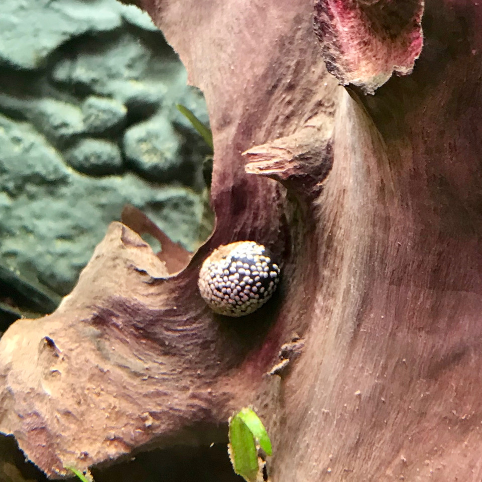 Neritina pulligera